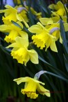 daffodils in bloom, st. jacques, newfoundland