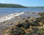 shoreline at low tide outside the area known as burkes dock in st jacques