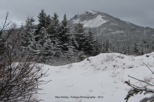 snow covered evergreens with a snow covered mountain in the background