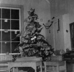 black and white photo of a decorated evergreen tree in a classroom