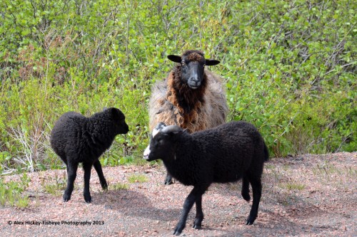 one adult black sheep and two black lambs standing on the side of the road