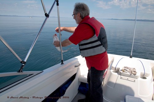 Cod Fishing St. Jacques Shoal July 2016