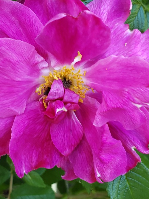 Pink Rose as referenced in the Blog post 